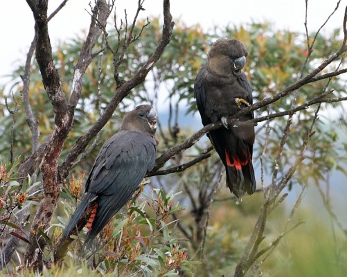 Glossy Black-Cockatoo, Australia, Australia Birding Tour, Australia Nature Tour, Naturalist Journeys