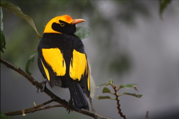 Regent Bowerbird, Australia, Australia Birding Tour, Australia Nature Tour, Naturalist Journeys