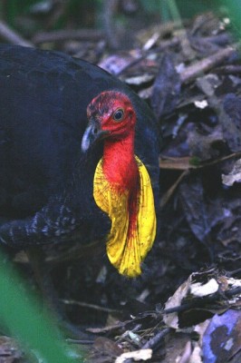 Australian Brush Turkey, Australia, Australia Birding Tour, Australia Nature Tour, Naturalist Journeys