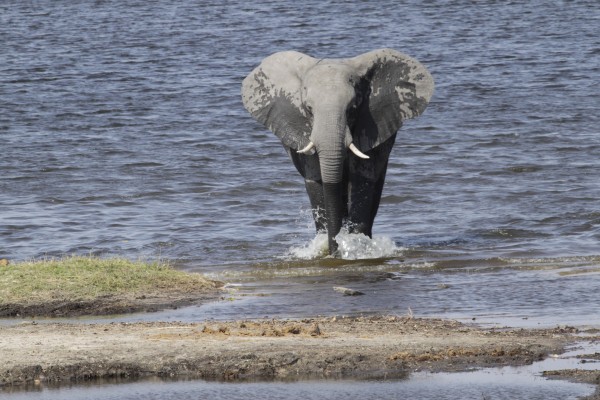 Elephant, Okavango Delta, Botswana, African Safari, Botswana Safari, Naturalist Journeys