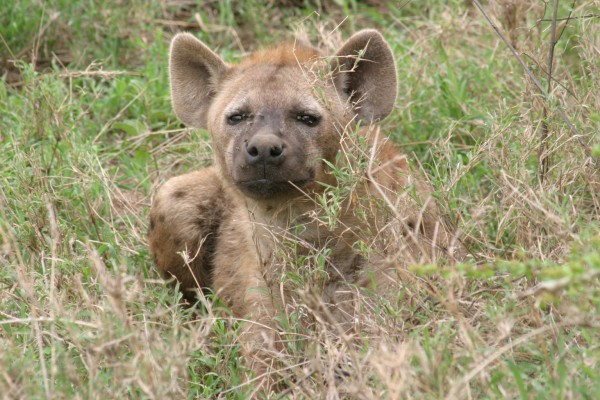 Hyena, Okavango Delta, Botswana, African Safari, Botswana Safari, Naturalist Journeys