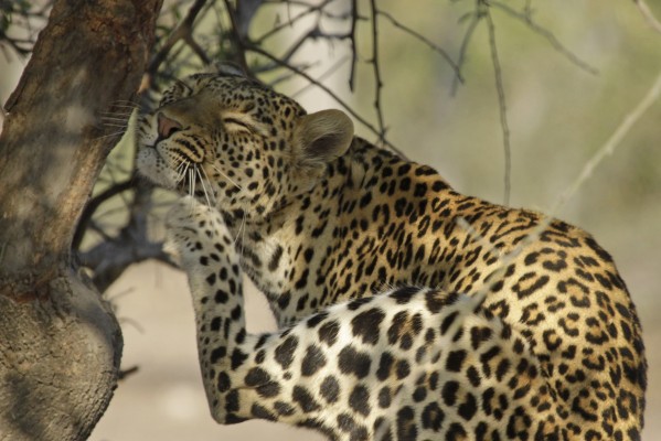 Leopard, Okavango Delta, Botswana, African Safari, Botswana Safari, Naturalist Journeys
