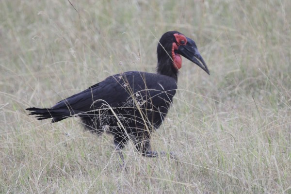 Ground Hornbill, Okavango Delta, Botswana, African Safari, Botswana Safari, Naturalist Journeys