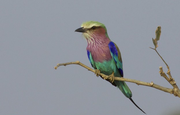 Lilac-breasted Roller, Okavango Delta, Botswana, African Safari, Botswana Safari, Naturalist Journeys