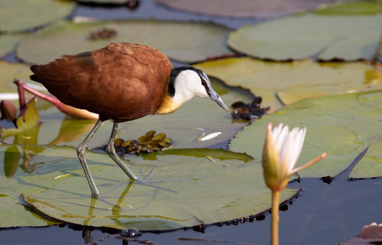 African Jacana, Botswana, Africa Safari, Naturalist Journeys, Wildlife Tour, Africa Wildlife