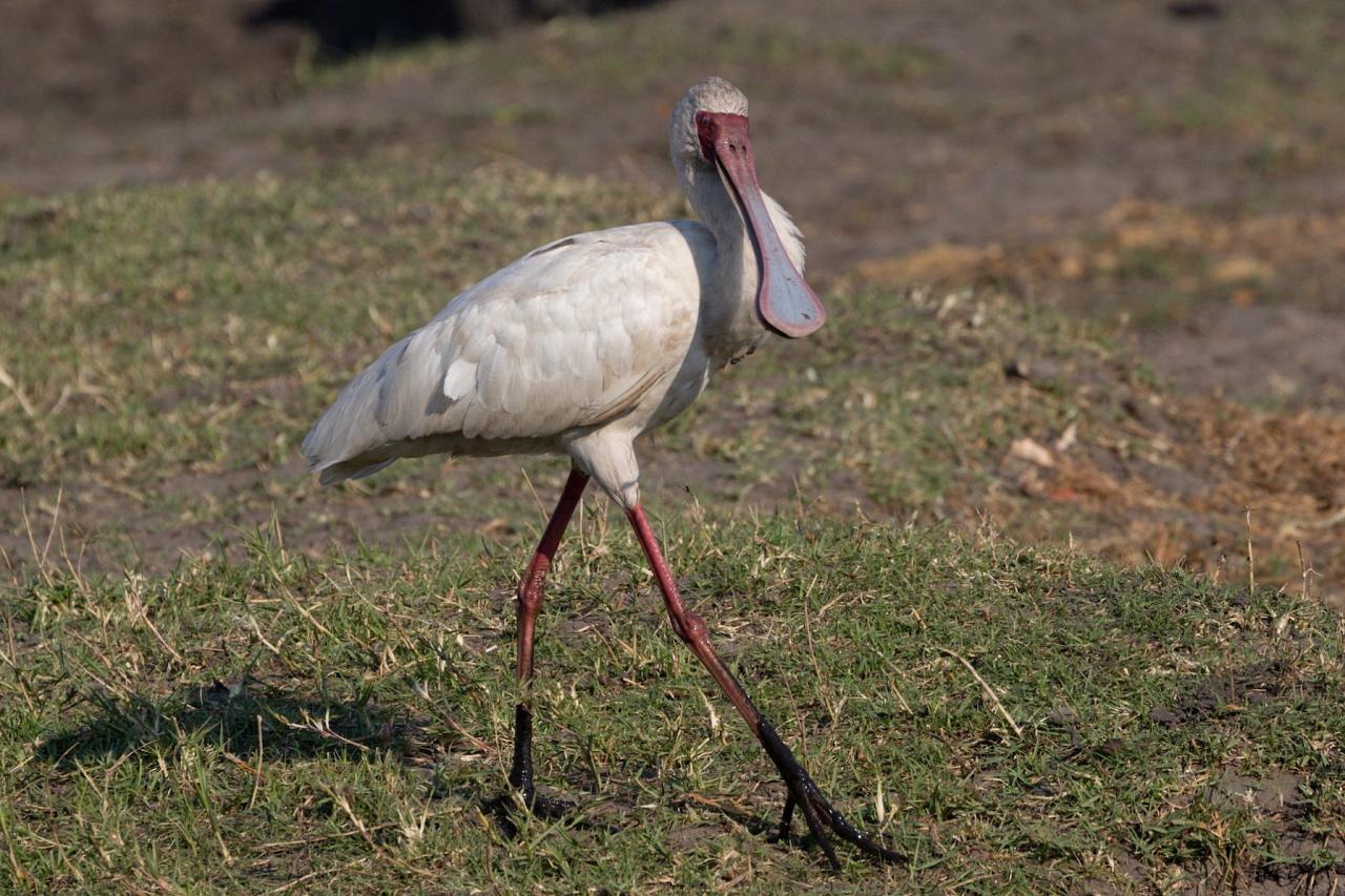 African Spoonbill, Okavango Delta, Botswana, African Safari, Botswana Safari, Naturalist Journeys