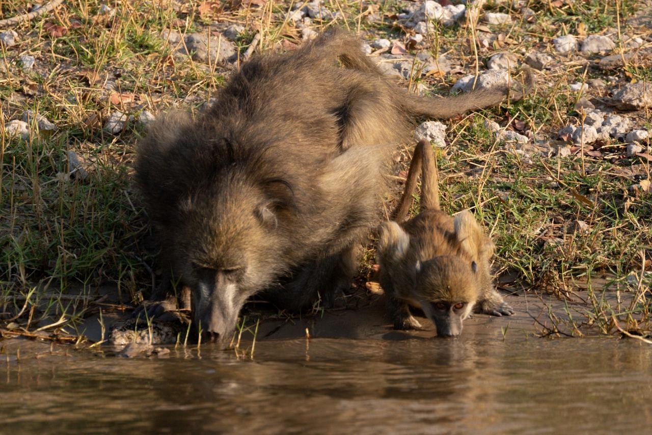 Baboons, Okavango Delta, Botswana, African Safari, Botswana Safari, Naturalist Journeys