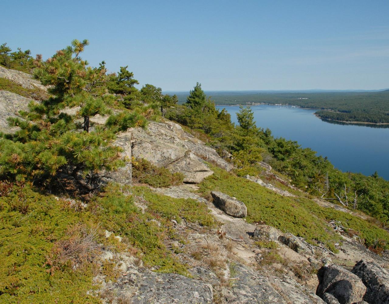 Birding Maine, Maine Nature, Acadia National Park, Bird watching Maine, Fall Migration, Naturalist Journeys, Wildlife Tour, Wildlife Photography, Ecotourism, Specialty Birds, Birding Hotspot, Bar Harbor