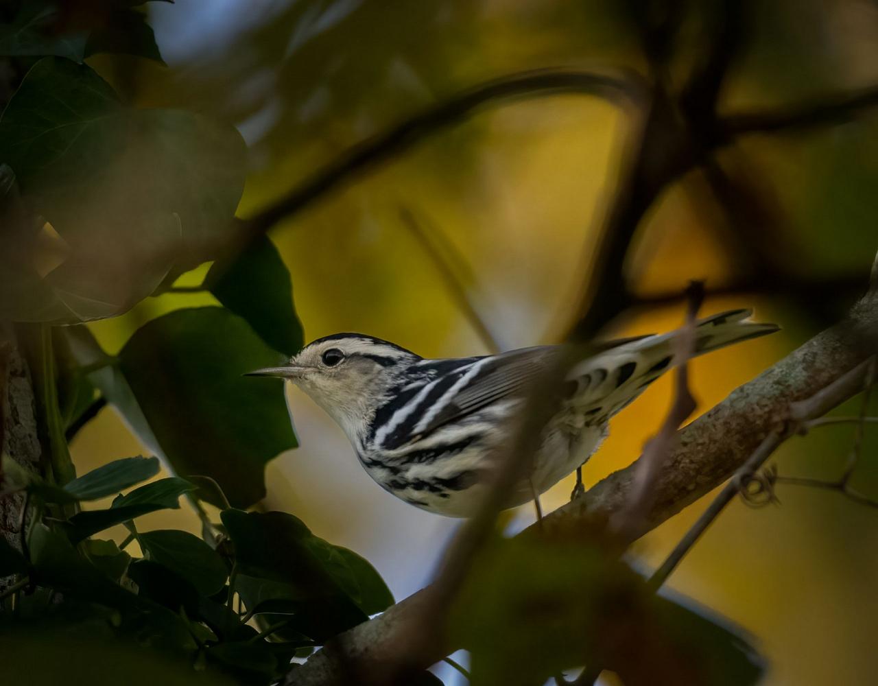 Birding Maine, Maine Nature, Acadia National Park, Bird watching Maine, Fall Migration, Naturalist Journeys, Wildlife Tour, Wildlife Photography, Ecotourism, Specialty Birds, Birding Hotspot, Bar Harbor