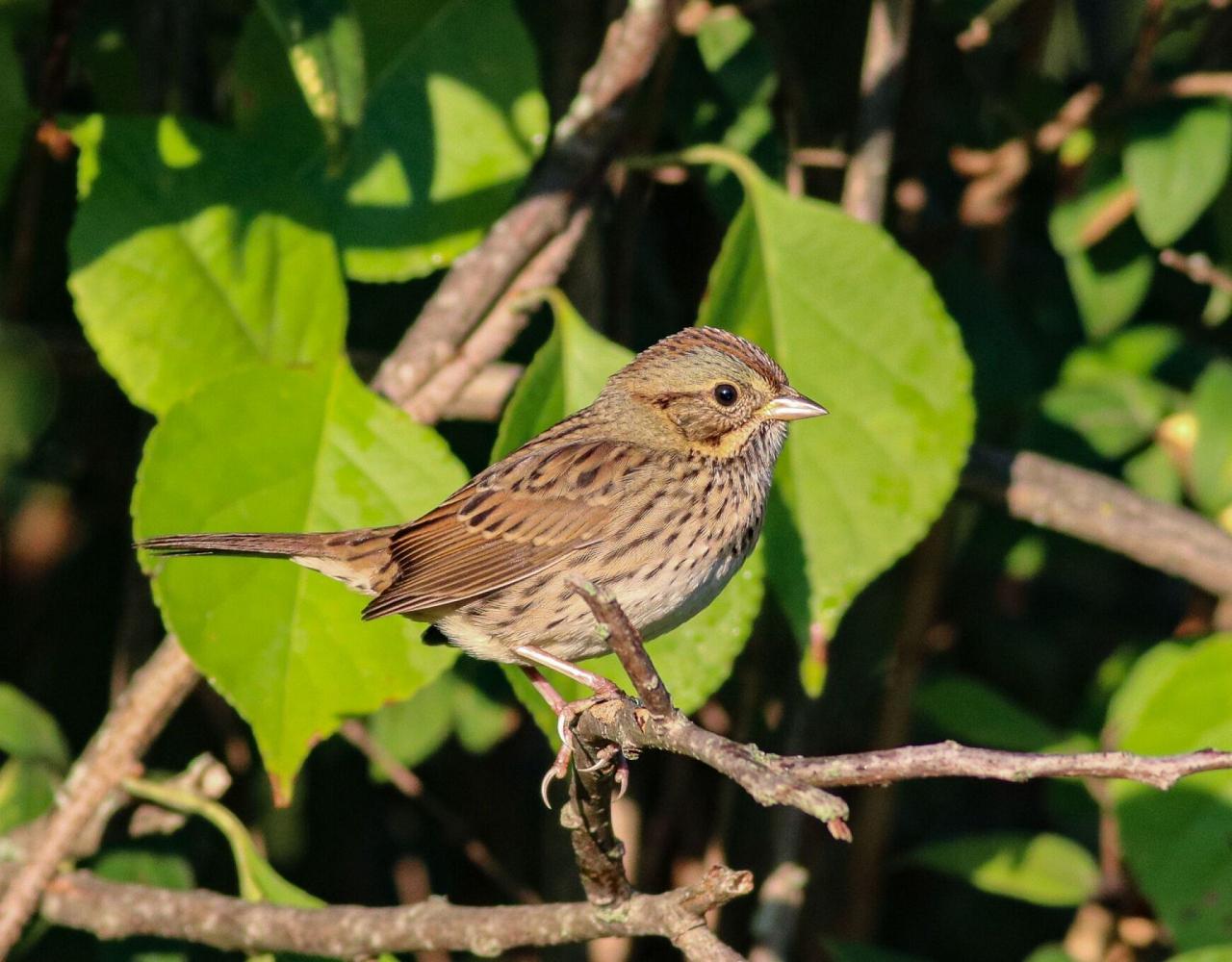 Birding Maine, Maine Nature, Acadia National Park, Bird watching Maine, Fall Migration, Naturalist Journeys, Wildlife Tour, Wildlife Photography, Ecotourism, Specialty Birds, Birding Hotspot, Bar Harbor