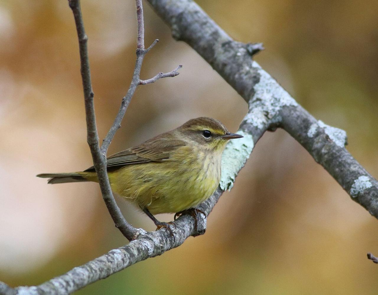 Birding Maine, Maine Nature, Acadia National Park, Bird watching Maine, Fall Migration, Naturalist Journeys, Wildlife Tour, Wildlife Photography, Ecotourism, Specialty Birds, Birding Hotspot, Bar Harbor