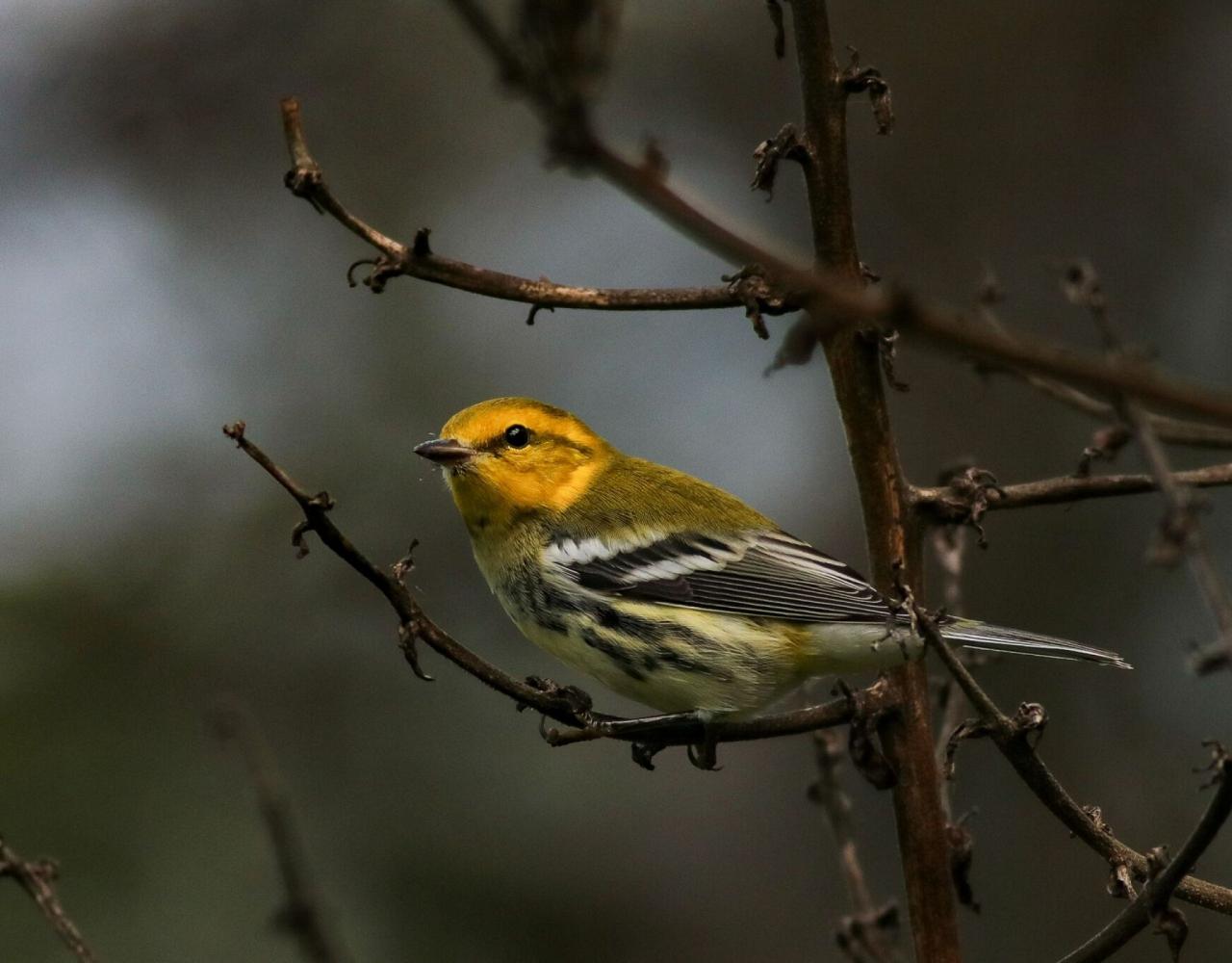 Birding Maine, Maine Nature, Acadia National Park, Bird watching Maine, Fall Migration, Naturalist Journeys, Wildlife Tour, Wildlife Photography, Ecotourism, Specialty Birds, Birding Hotspot, Bar Harbor