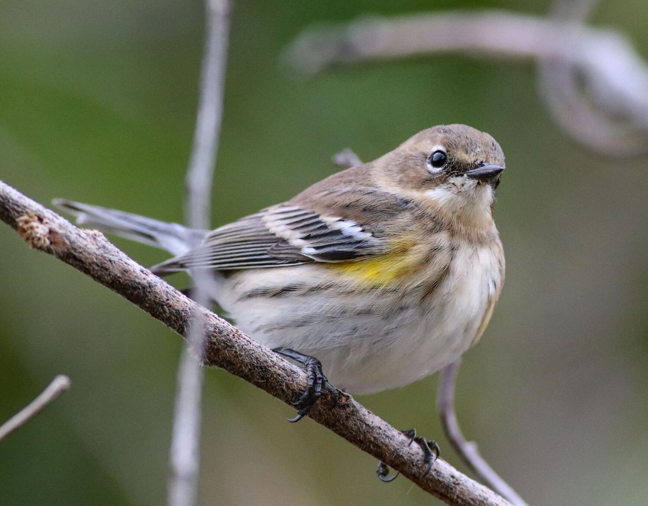 Birding Maine, Maine Nature, Acadia National Park, Bird watching Maine, Fall Migration, Naturalist Journeys, Wildlife Tour, Wildlife Photography, Ecotourism, Specialty Birds, Birding Hotspot, Bar Harbor