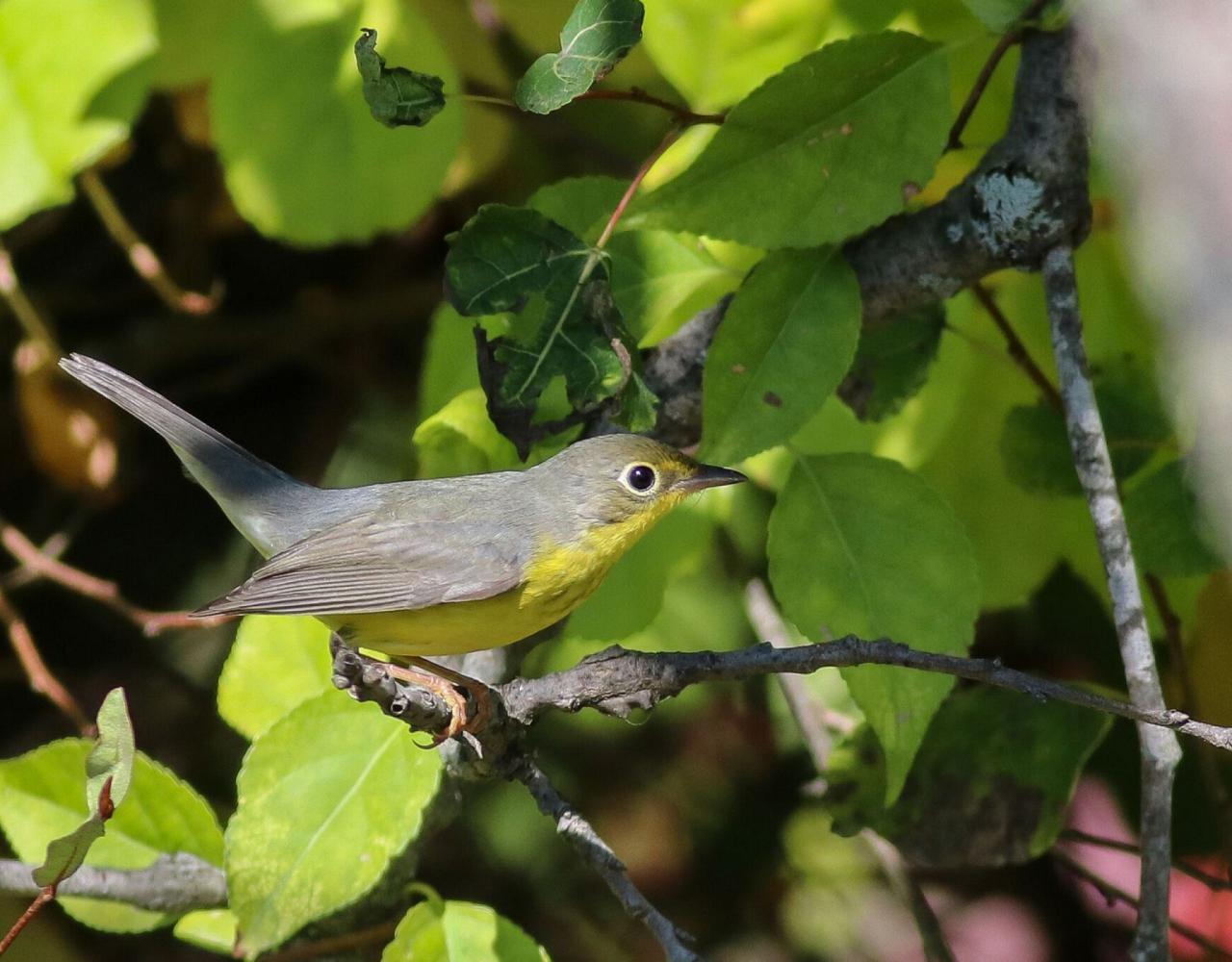 Birding Maine, Maine Nature, Acadia National Park, Bird watching Maine, Fall Migration, Naturalist Journeys, Wildlife Tour, Wildlife Photography, Ecotourism, Specialty Birds, Birding Hotspot, Bar Harbor