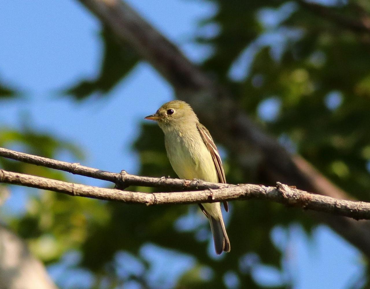 Birding Maine, Maine Nature, Acadia National Park, Bird watching Maine, Fall Migration, Naturalist Journeys, Wildlife Tour, Wildlife Photography, Ecotourism, Specialty Birds, Birding Hotspot, Bar Harbor