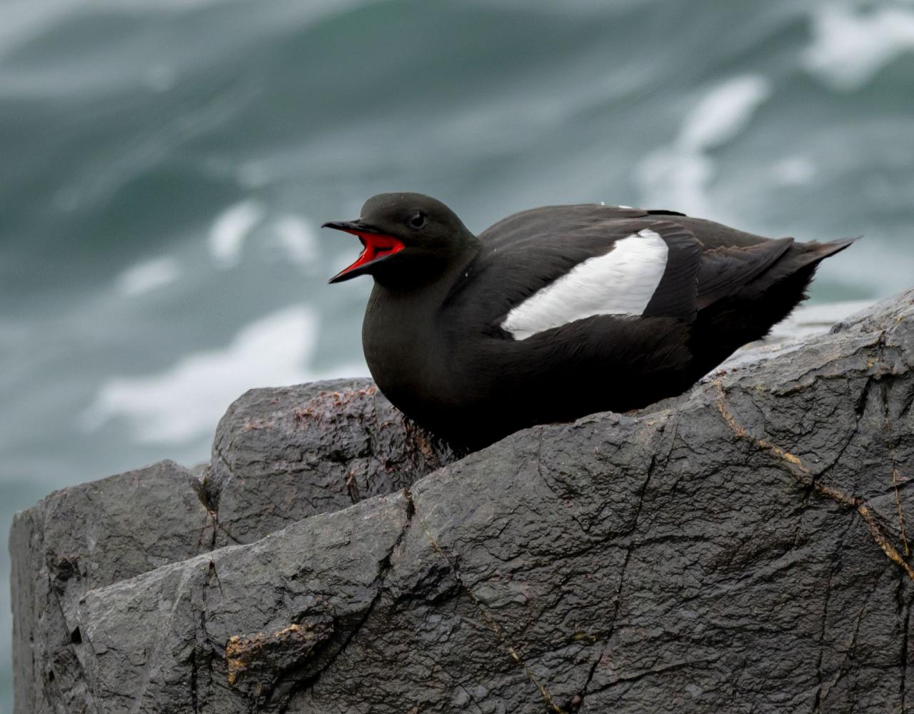 Birding Maine, Maine Nature, Acadia National Park, Bird watching Maine, Fall Migration, Naturalist Journeys, Wildlife Tour, Wildlife Photography, Ecotourism, Specialty Birds, Birding Hotspot, Bar Harbor