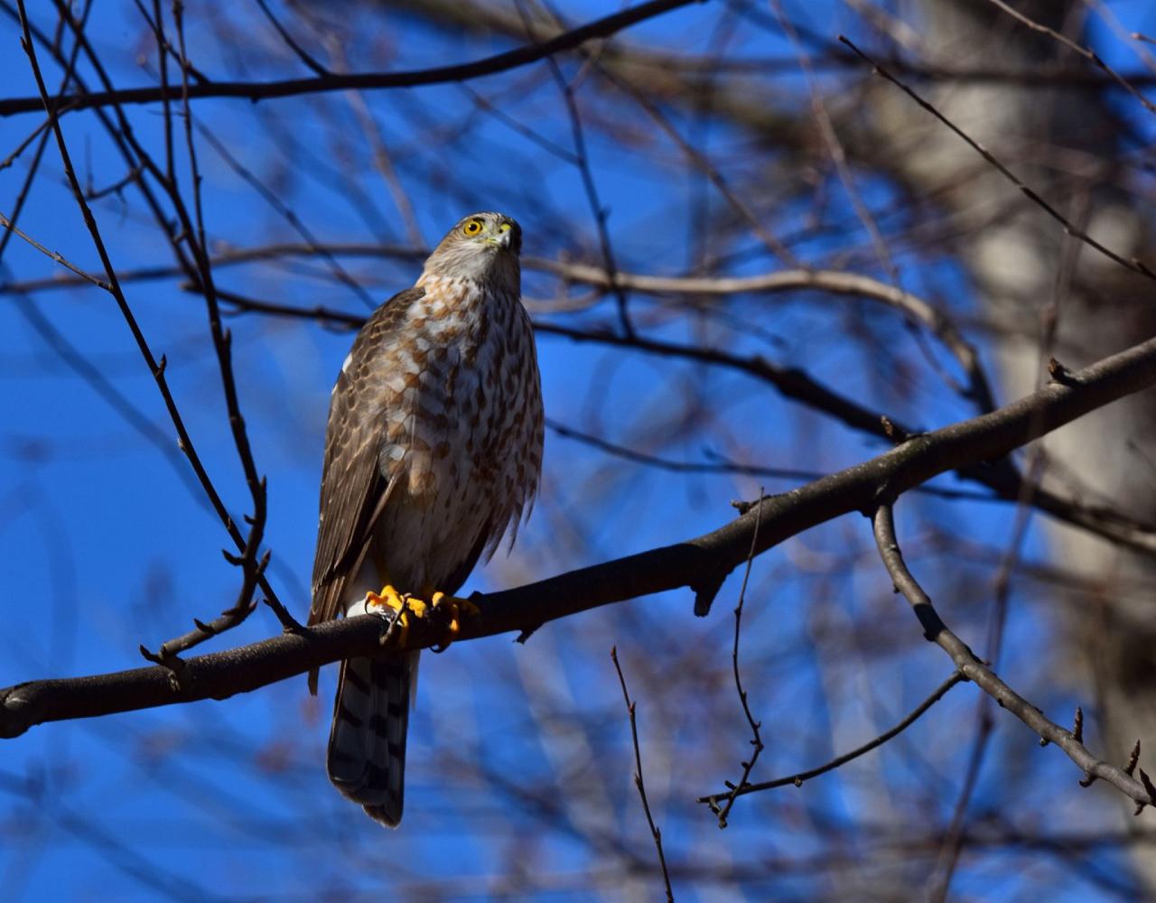 Birding Maine, Maine Nature, Acadia National Park, Bird watching Maine, Fall Migration, Naturalist Journeys, Wildlife Tour, Wildlife Photography, Ecotourism, Specialty Birds, Birding Hotspot, Bar Harbor