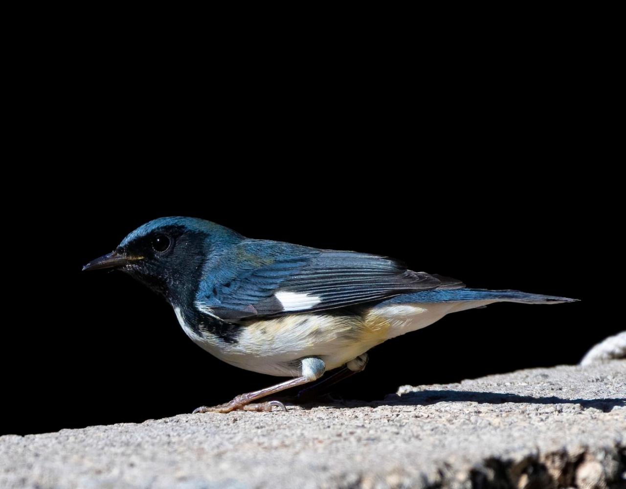 Birding Maine, Maine Nature, Acadia National Park, Bird watching Maine, Fall Migration, Naturalist Journeys, Wildlife Tour, Wildlife Photography, Ecotourism, Specialty Birds, Birding Hotspot, Bar Harbor