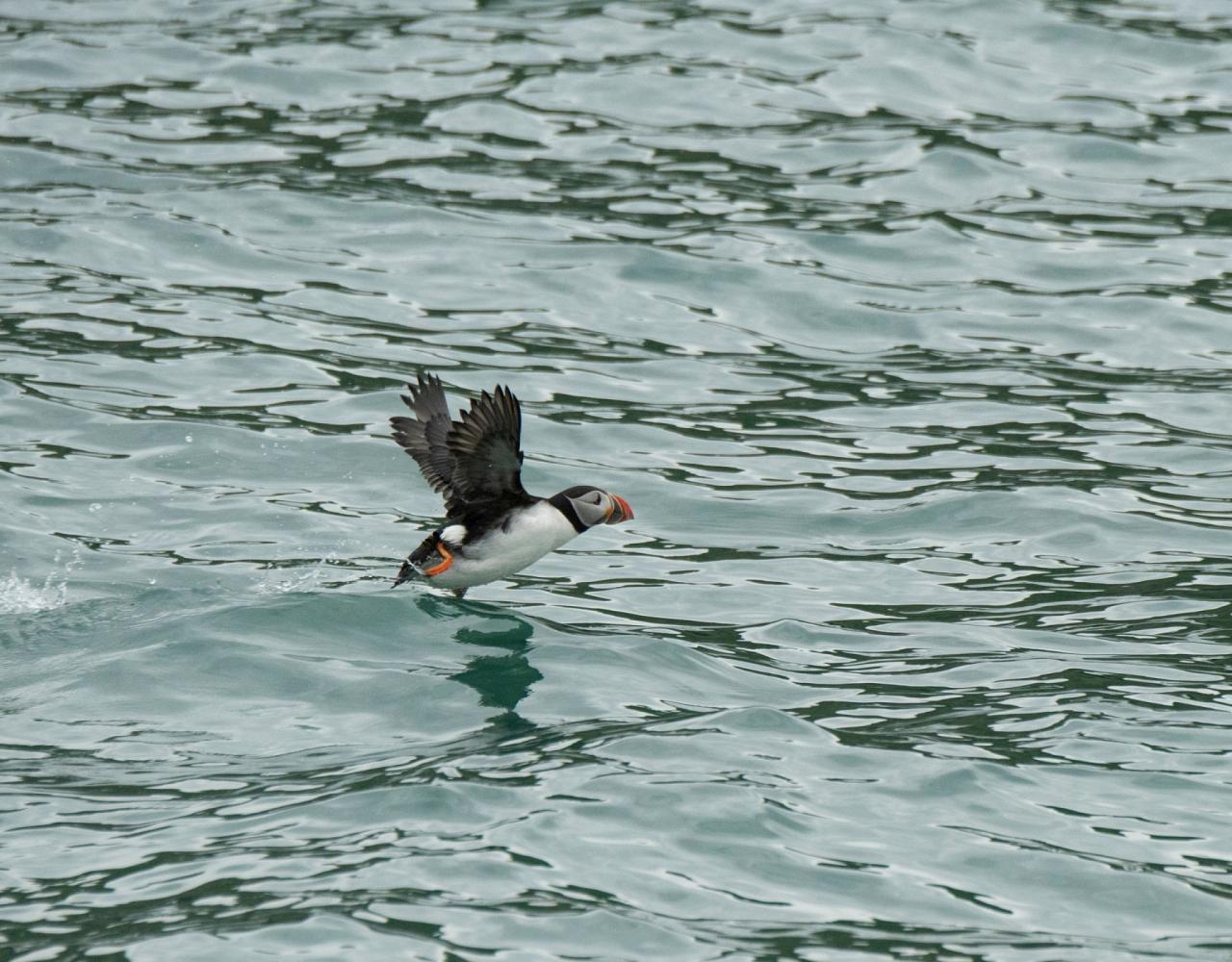 Birding Maine, Maine Nature, Acadia National Park, Bird watching Maine, Fall Migration, Naturalist Journeys, Wildlife Tour, Wildlife Photography, Ecotourism, Specialty Birds, Birding Hotspot, Bar Harbor