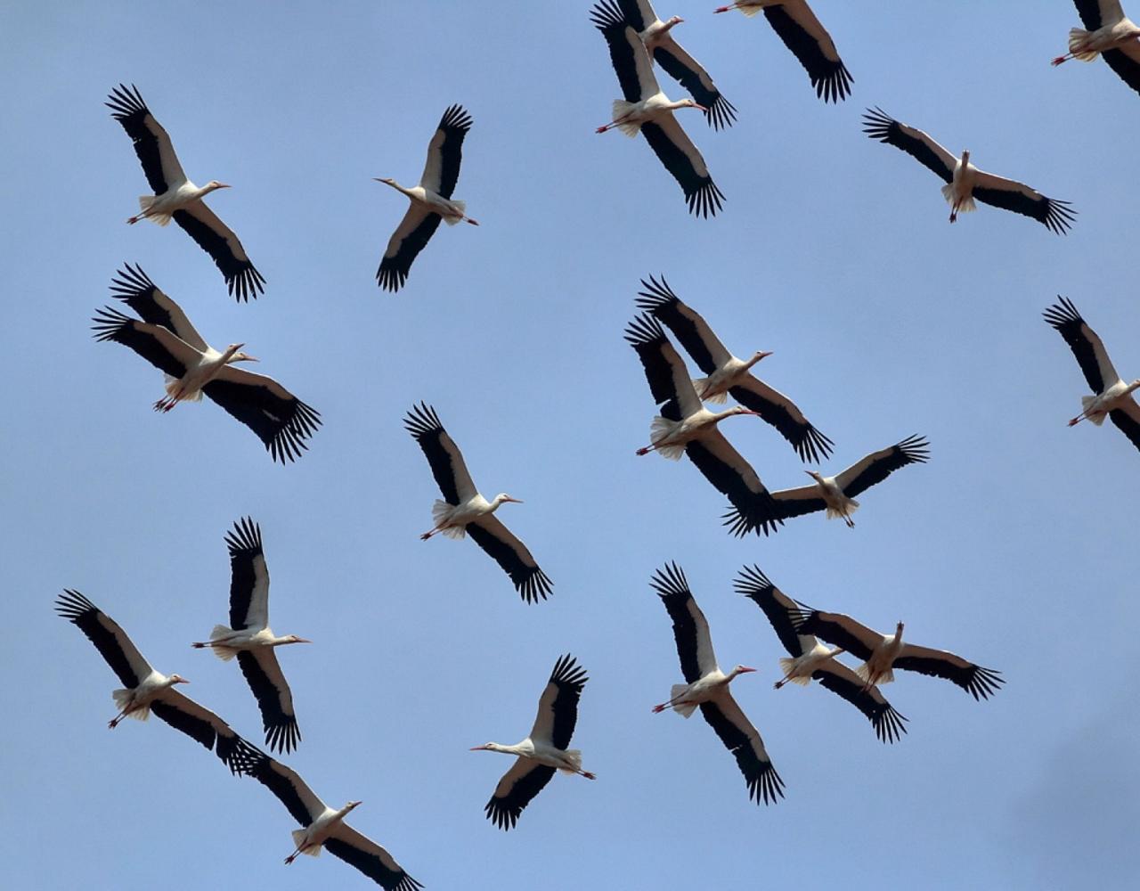 Birding Romania, Birding Bulgaria, Bird Watching Europe, European Birds, Naturalist Journeys, Wildlife Tour, Wildlife Photography, Ecotourism, Specialty Birds, Endemic Birds, Birding Hotspot, Black Sea, Bird Migration
