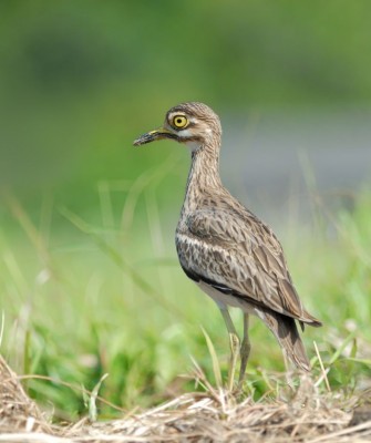 Eurasian Thick-knee, Birding Romania, Birding Bulgaria, Bird Watching Europe, European Birds, Naturalist Journeys, Wildlife Tour, Wildlife Photography, Ecotourism, Specialty Birds, Endemic Birds, Birding Hotspot, Black Sea, Bird Migration