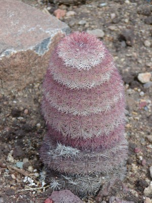 Rainbow Cactus, Big Bend, Texas, Big Bend National Park, Big Bend Nature Tour, Big Bend Birding Tour, Big Bend Wildlife Tour, Texas Nature Tour, Texas Birding Tour, Naturalist Journeys