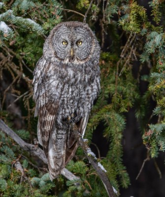 Great Gray Owl, Yellowstone National Park, Birding Yellowstone, Bird Watching, United States, North American Birds, Naturalist Journeys, Wildlife Tour, Wildlife Photography, Ecotourism, Specialty Birds, Endemic Birds, Birding Hotspot