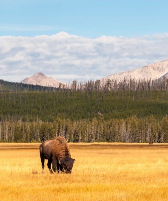 Bison, Yellowstone National Park, Birding Yellowstone, Bird Watching, United States, North American Birds, Naturalist Journeys, Wildlife Tour, Wildlife Photography, Ecotourism, Specialty Birds, Endemic Birds, Birding Hotspot