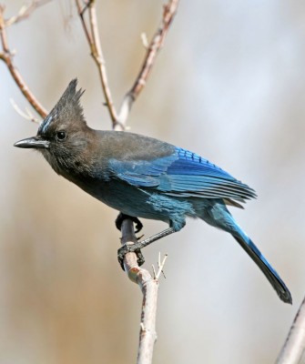 Stellar's Jay, Yellowstone National Park, Birding Yellowstone, Bird Watching, United States, North American Birds, Naturalist Journeys, Wildlife Tour, Wildlife Photography, Ecotourism, Specialty Birds, Endemic Birds, Birding Hotspot