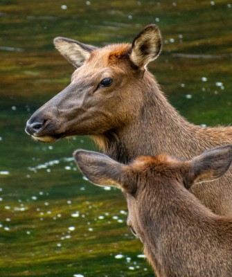 Elk, Yellowstone National Park, Birding Yellowstone, Bird Watching, United States, North American Birds, Naturalist Journeys, Wildlife Tour, Wildlife Photography, Ecotourism, Specialty Birds, Endemic Birds, Birding Hotspot