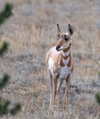 Pronghorn, Yellowstone National Park, Birding Yellowstone, Bird Watching, United States, North American Birds, Naturalist Journeys, Wildlife Tour, Wildlife Photography, Ecotourism, Specialty Birds, Endemic Birds, Birding Hotspot