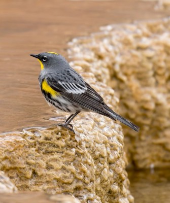 Yellow-rumped Warbler, Yellowstone National Park, Birding Yellowstone, Bird Watching, United States, North American Birds, Naturalist Journeys, Wildlife Tour, Wildlife Photography, Ecotourism, Specialty Birds, Endemic Birds, Birding Hotspot