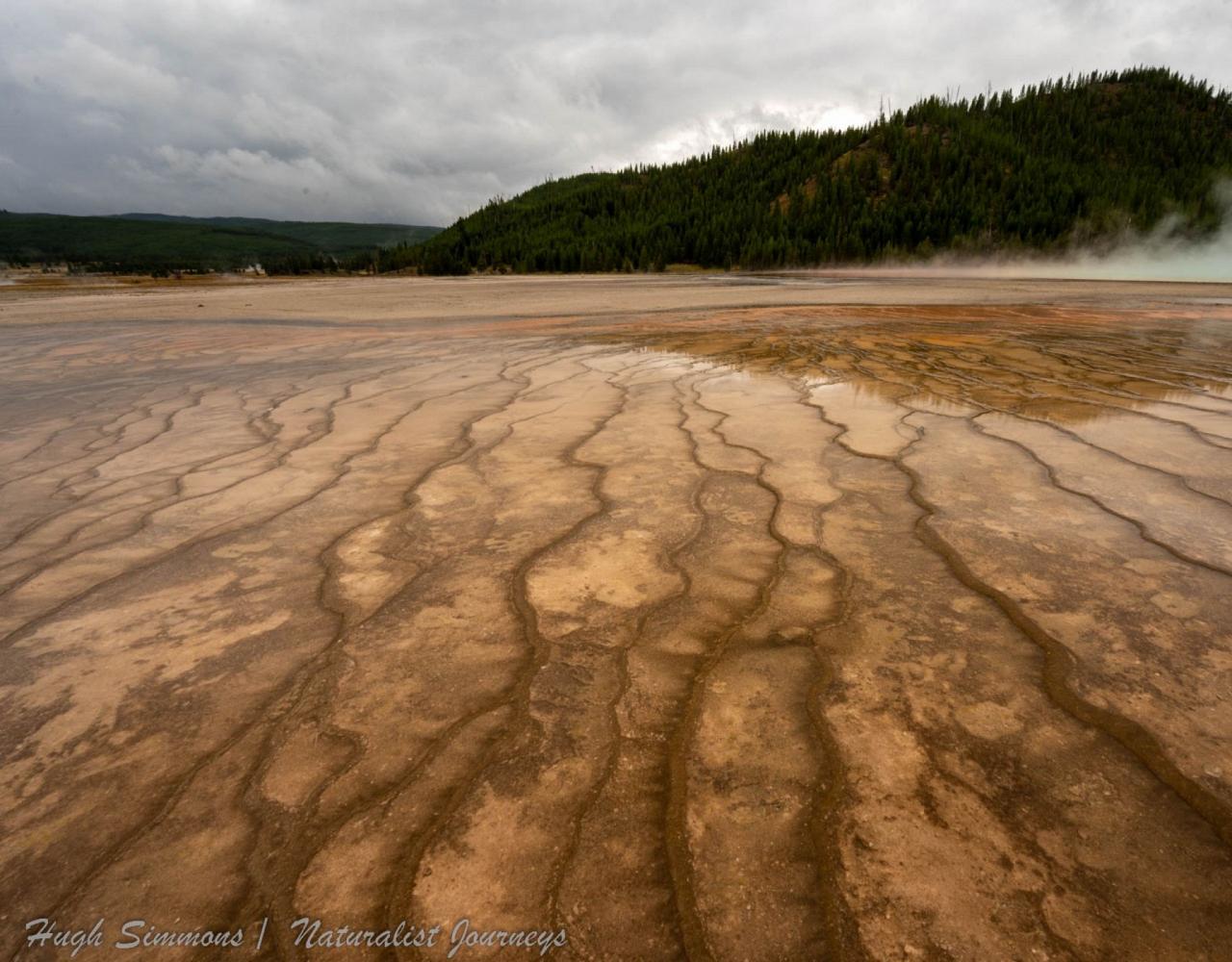 Yellowstone National Park, Birding Yellowstone, Bird Watching, United States, North American Birds, Naturalist Journeys, Wildlife Tour, Wildlife Photography, Ecotourism, Specialty Birds, Endemic Birds, Birding Hotspot
