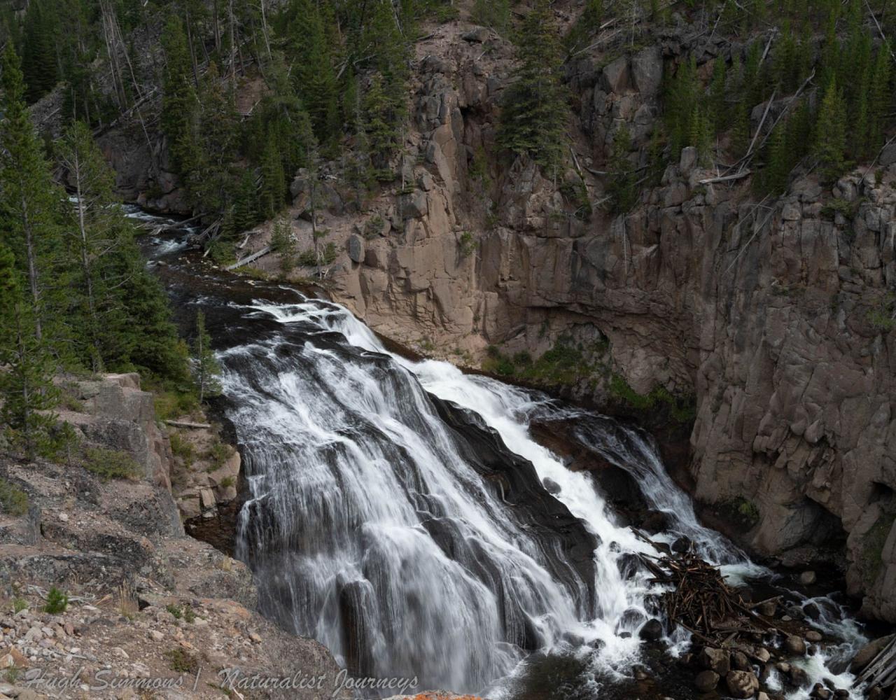 Yellowstone National Park, Birding Yellowstone, Bird Watching, United States, North American Birds, Naturalist Journeys, Wildlife Tour, Wildlife Photography, Ecotourism, Specialty Birds, Endemic Birds, Birding Hotspot