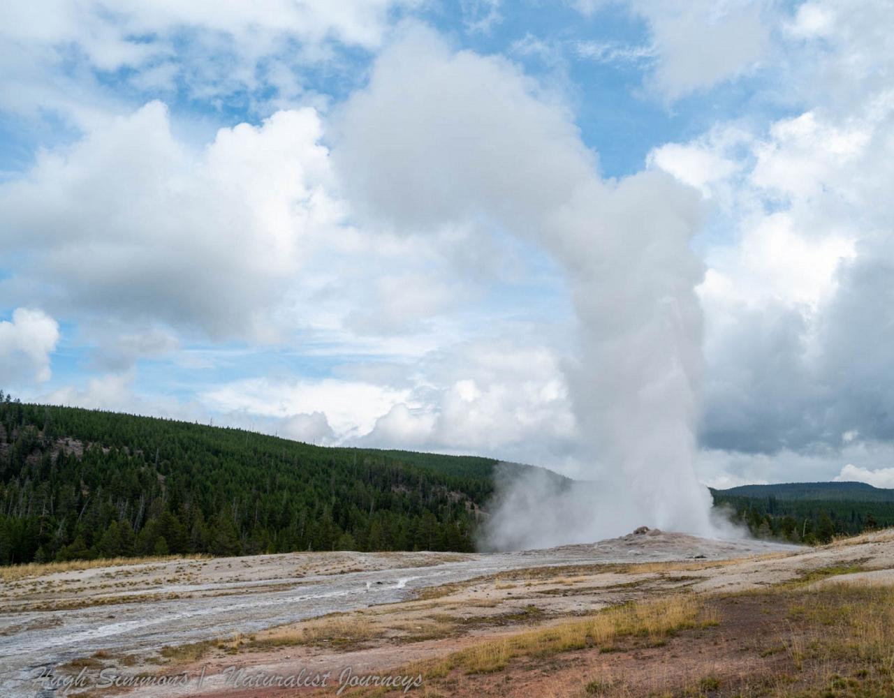 Yellowstone National Park, Birding Yellowstone, Bird Watching, United States, North American Birds, Naturalist Journeys, Wildlife Tour, Wildlife Photography, Ecotourism, Specialty Birds, Endemic Birds, Birding Hotspot