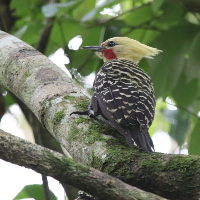 Blond-crested Woodpecker, Argentina, Argentina Birding Tour, Argentina Nature Tour, Northwest Argentina, Iguazu Falls Nature Tour, Atlantic Forest Birding Tour, Naturalist Journeys