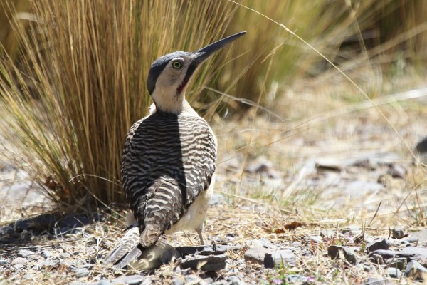 Andean Flicker, Argentina, Argentina Birding Tour, Argentina Nature Tour, Northwest Argentina, Iguazu Falls Nature Tour, Atlantic Forest Birding Tour, Naturalist Journeys