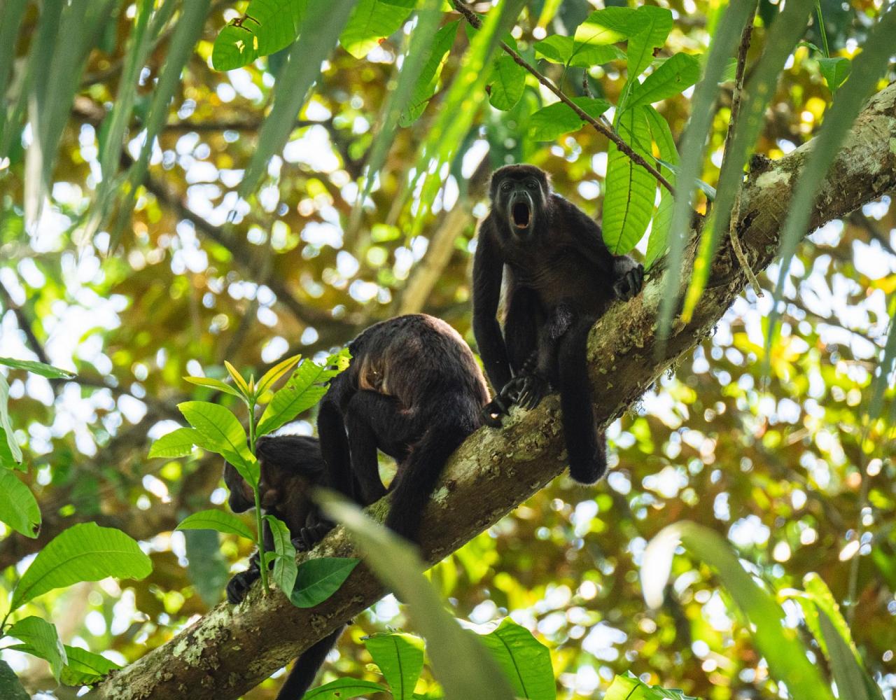 Birding Belize, Bird watching, Central America, Neotropics, Naturalist Journeys, Wildlife Tour, Wildlife Photography, Ecotourism, Specialty Birds, Birding Hotspot