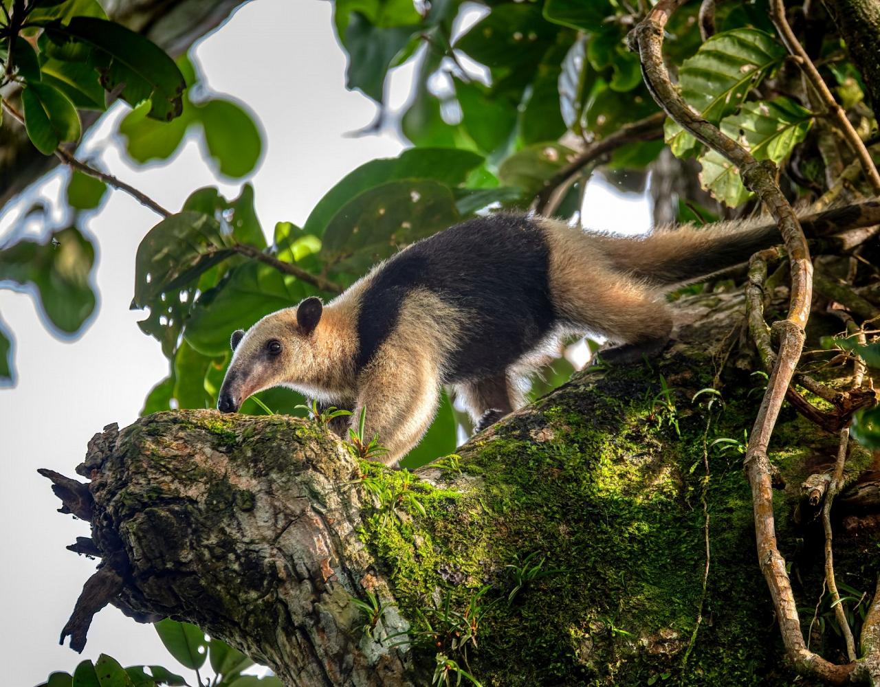 Birding Belize, Bird watching, Central America, Neotropics, Naturalist Journeys, Wildlife Tour, Wildlife Photography, Ecotourism, Specialty Birds, Birding Hotspot