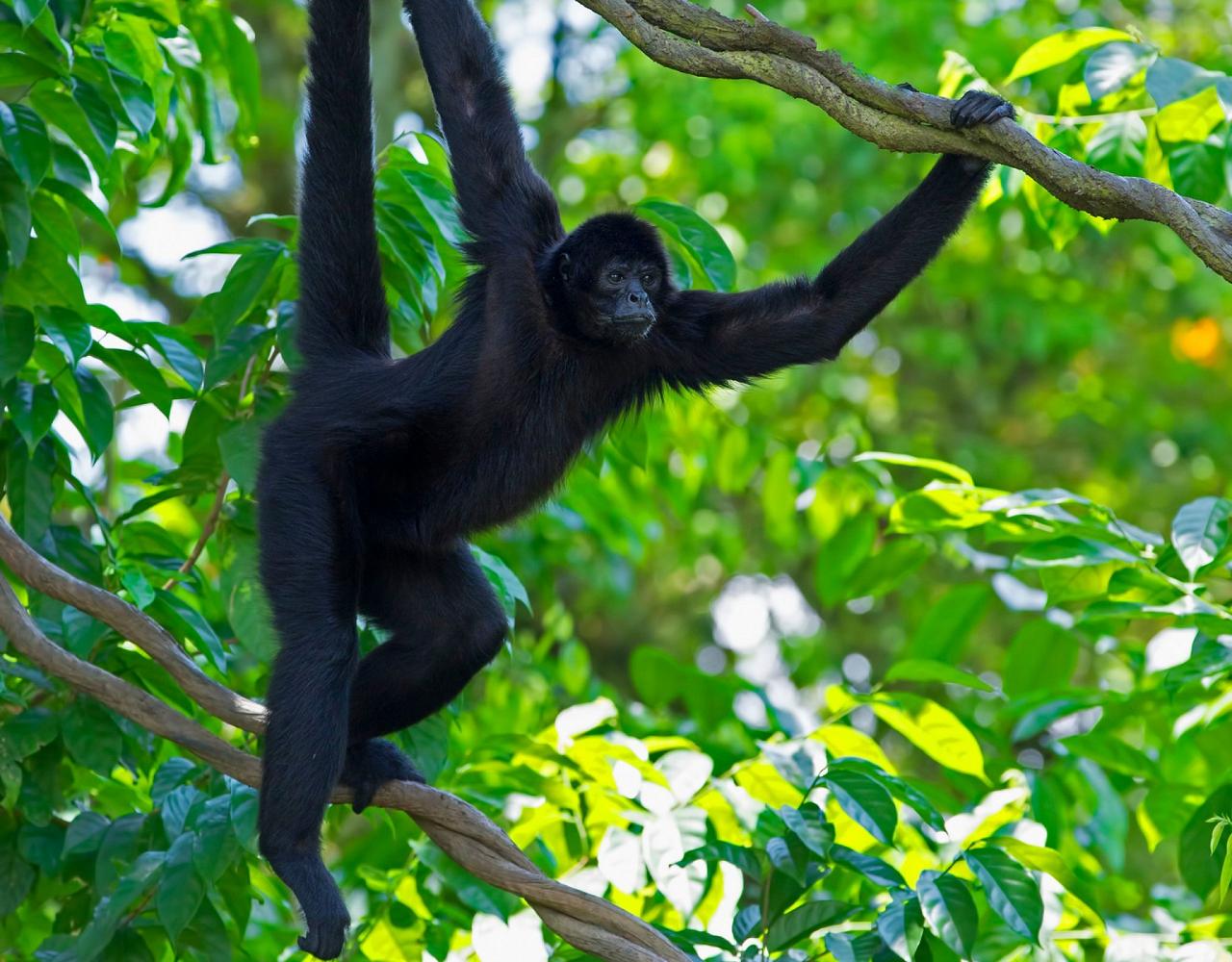 Birding Belize, Bird watching, Central America, Neotropics, Naturalist Journeys, Wildlife Tour, Wildlife Photography, Ecotourism, Specialty Birds, Birding Hotspot