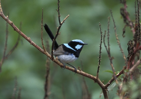 Superb Fairy Wren, Australia, Australia Birding Tour, Australia Nature Tour, Naturalist Journeys