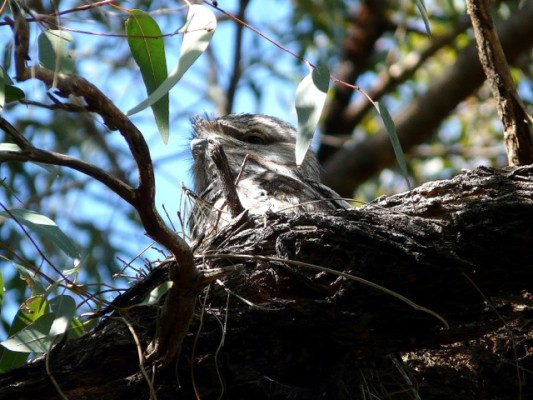 Tawny Frogmouth, Australia, Australia Birding Tour, Australia Nature Tour, Perth Birding Tour, Naturalist Journeys