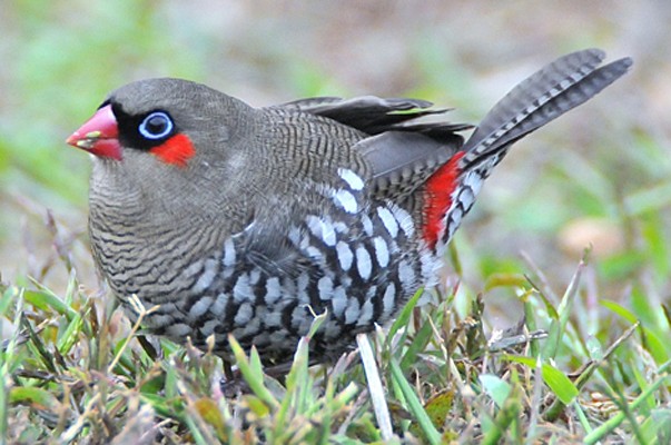 Red-eared Firetail, Australia, Australia Nature Tour, Australia Birding Tour, Perth Birding Tour, Naturalist Journeys