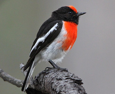 Red-capped Robin, Australia, Australia Nature Tour, Australia Birding Tour, Perth Birding Tour, Naturalist Journeys