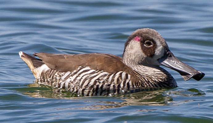 Pink-eared Duck, Australia, Australia Nature Tour, Australia Birding Tour, Perth Birding Tour, Naturalist Journeys