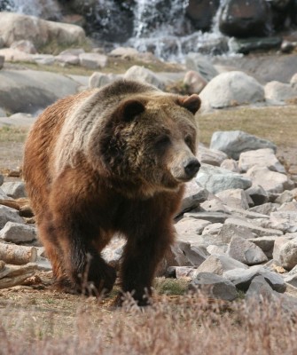 Grizzly Bear, Yellowstone National Park, Birding Yellowstone, Bird Watching, United States, North American Birds, Naturalist Journeys, Wildlife Tour, Wildlife Photography, Ecotourism, Specialty Birds, Endemic Birds, Birding Hotspot