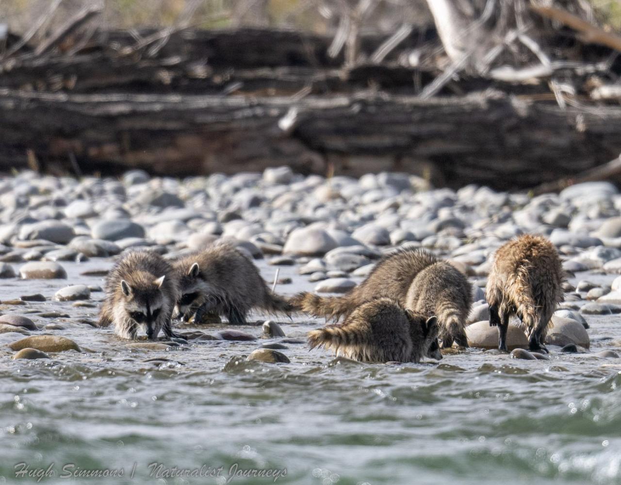 Yellowstone National Park, Birding Yellowstone, Bird Watching, United States, North American Birds, Naturalist Journeys, Wildlife Tour, Wildlife Photography, Ecotourism, Specialty Birds, Endemic Birds, Birding Hotspot