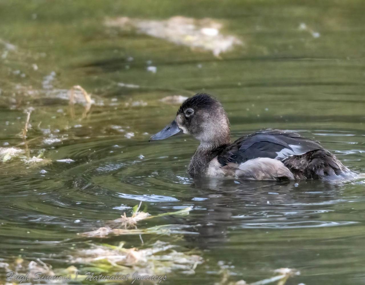 Yellowstone National Park, Birding Yellowstone, Bird Watching, United States, North American Birds, Naturalist Journeys, Wildlife Tour, Wildlife Photography, Ecotourism, Specialty Birds, Endemic Birds, Birding Hotspot