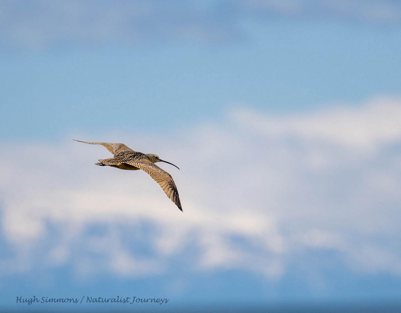 Yellowstone National Park, Birding Yellowstone, Bird Watching, United States, North American Birds, Naturalist Journeys, Wildlife Tour, Wildlife Photography, Ecotourism, Specialty Birds, Endemic Birds, Birding Hotspot