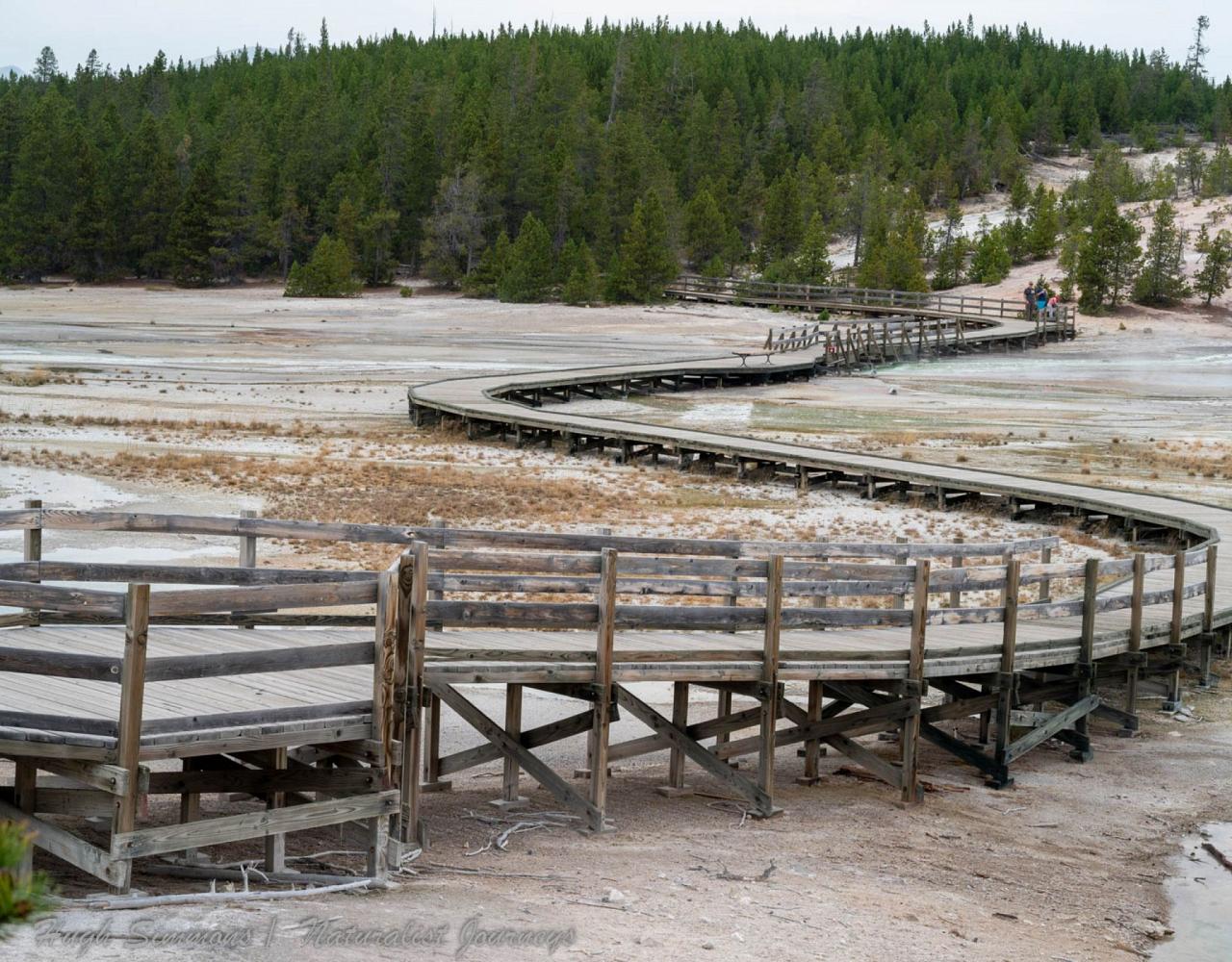 Yellowstone National Park, Birding Yellowstone, Bird Watching, United States, North American Birds, Naturalist Journeys, Wildlife Tour, Wildlife Photography, Ecotourism, Specialty Birds, Endemic Birds, Birding Hotspot
